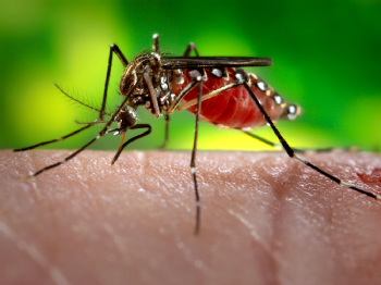 Die Tigermücke Aedes aegypti kann Zika-Viren übertragen