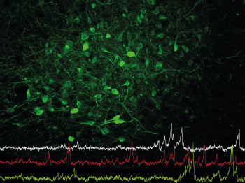 Nervenzellen im Hypothalamus (grün gefärbt) steuern das Fressverhalten und die soziale Interaktion. Die Linien zeigen die Aktivität einzelner Nervenzellen in dieser Hirnregion. Copyright: A. Petzold, Universität zu Köln
