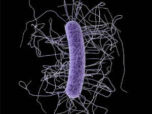 Clostridium difficile Clostridium difficile