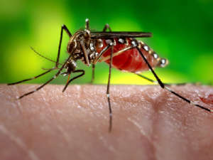 Aedes aegypti-Mosquito, Foto: James Gathany Aedes aegypti-Mosquito, Foto: James Gathany