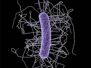 Clostridium difficile