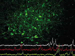 Nervenzellen im Hypothalamus (grün gefärbt) steuern das Fressverhalten und die soziale Interaktion. Die Linien zeigen die Aktivität einzelner Nervenzellen in dieser Hirnregion. Copyright: A. Petzold, Universität zu Köln