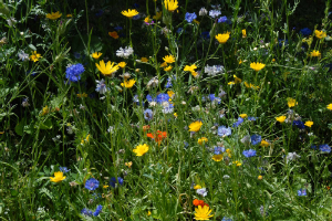 Foto: Dr. Michael Schramm