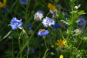 Foto: Dr. Michael Schramm