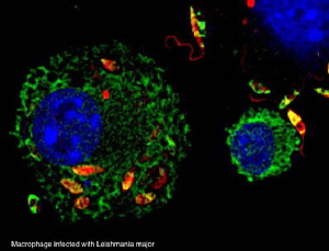 Makrophagen infiziert mit Leishmania major, Quelle: Prof. Dr. Esther von Stebut-Borschitz