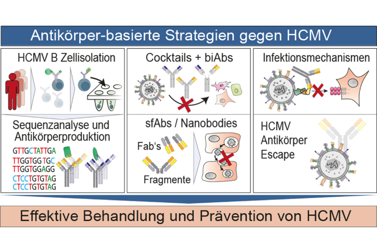 Schematische Übersicht unserer Forschung zu Antikörperantworten, deren funktioneller Optimierung durch Kombinationen und synergistische Effekte sowie viralen Infektionsmechanismen und Resistenzprozessen bei HCMV. Quelle: Dr. M. Zehner