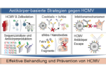 Schematische Übersicht unserer Forschung zu Antikörperantworten, deren funktioneller Optimierung durch Kombinationen und synergistische Effekte sowie viralen Infektionsmechanismen und Resistenzprozessen bei HCMV. Quelle: Dr. M. Zehner